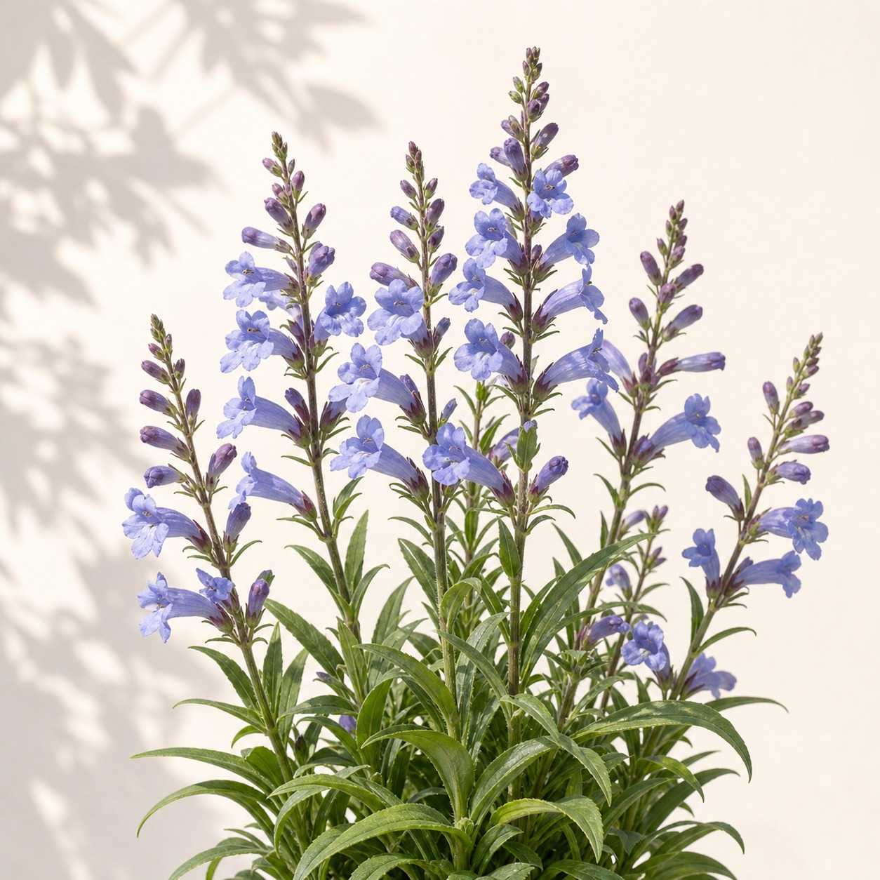 Sand Penstemon Seeds - 25 seeds