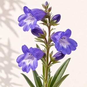 Sawsepal Penstemon Seeds - 25 seeds - Nuptial Co. Seeds seeds - 25 seeds, Full sun to partial shade - 25 seeds / Full sun...