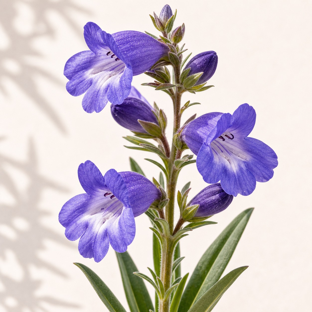 Sawsepal Penstemon Seeds - 25 seeds - Image 2