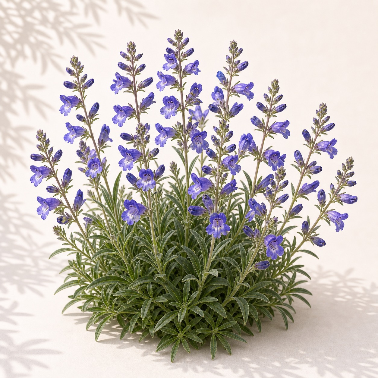 Sawsepal Penstemon Seeds - 25 seeds - Image 3