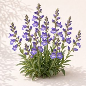 Sawsepal Penstemon Seeds - 25 seeds