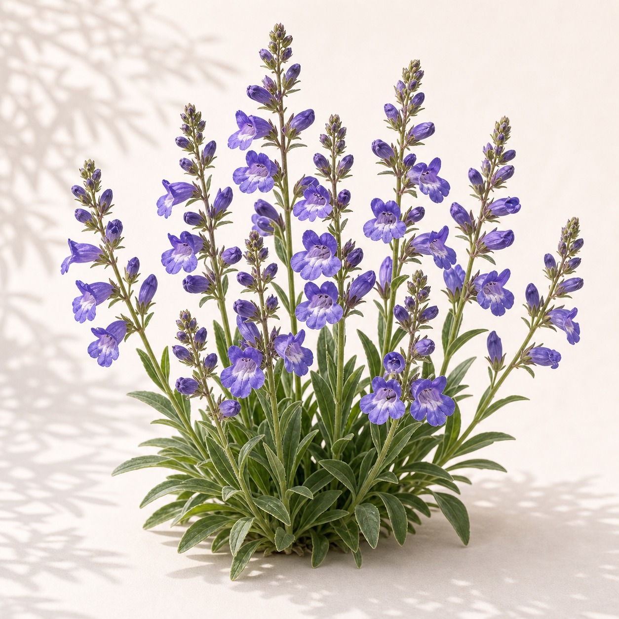 Sawsepal Penstemon Seeds - 25 seeds