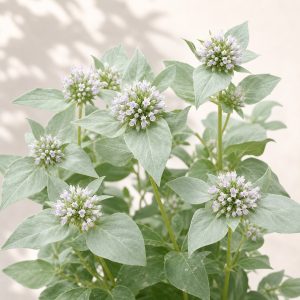 Clustered Mountain Mint Seeds - 100 seeds - Nuptial Co. Seeds seeds - 100 seeds, Full sun to part shade - 100 seeds / Full...