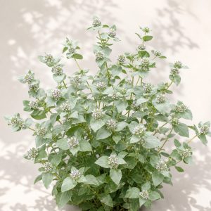 Clustered Mountain Mint Seeds - 100 seeds
