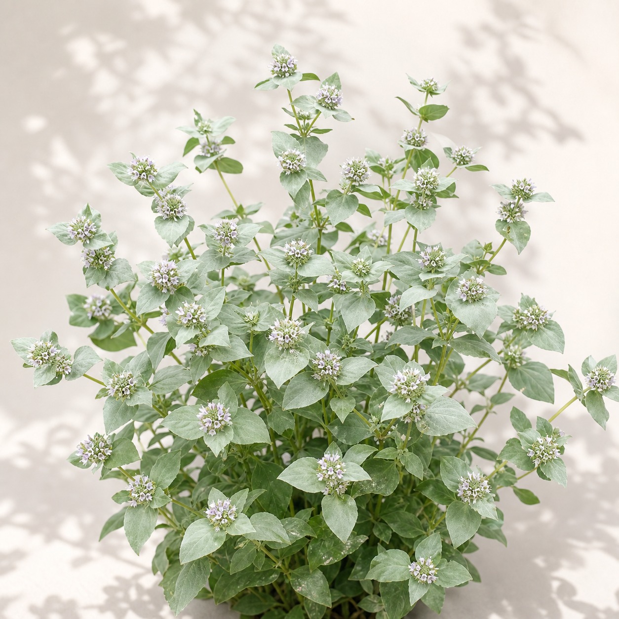 Clustered Mountain Mint Seeds - 100 seeds