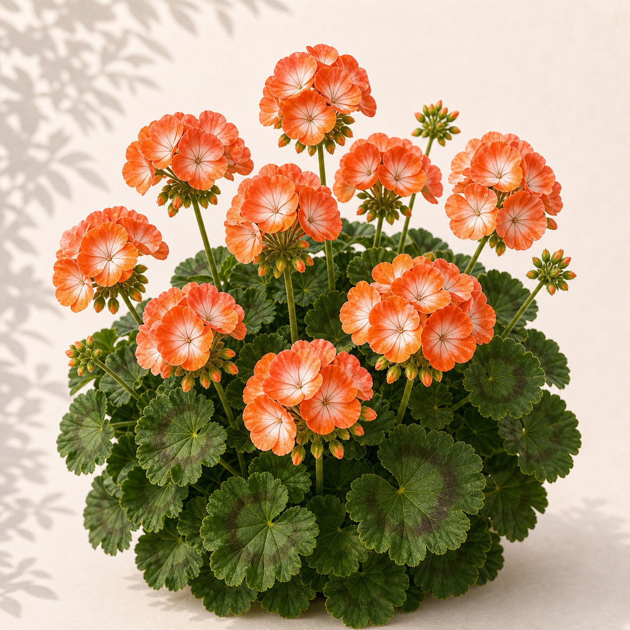 Orange Bicolor Geranium Seeds - 10 seeds - Image 3