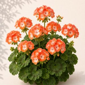 Orange Bicolor Geranium Seeds - 10 seeds