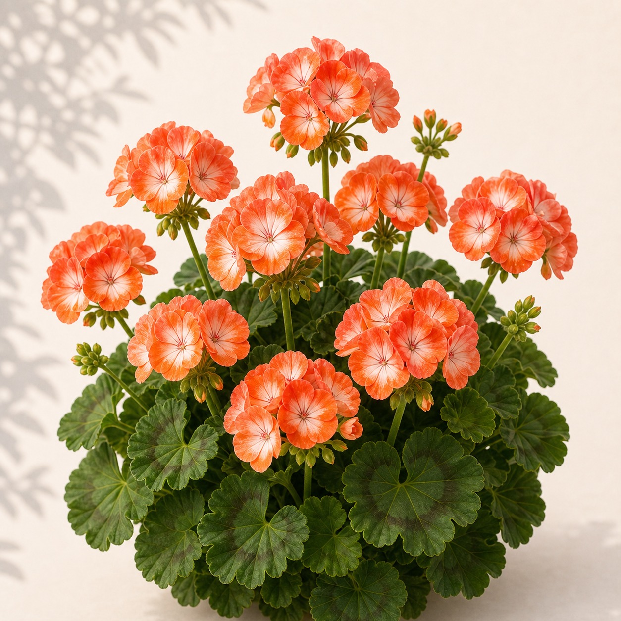 Orange Bicolor Geranium Seeds - 10 seeds