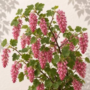 Native Pink Mountain Currant Seeds - 25 seeds