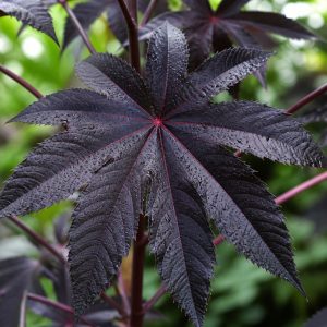 Black Castor Bean Seeds - 5 seeds - Nuptial Co. Seeds seeds - 5 seeds, Full sun - 5 seeds / Full sun