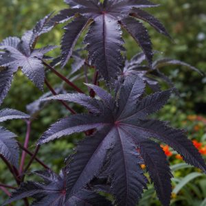 Black Castor Bean Seeds - 5 seeds