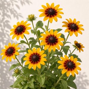 Gloriosa Daisy Seeds - 100 seeds