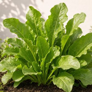 Sorrel Seeds - 500 seeds - Nuptial Co. Seeds seeds - 500 seeds, Full sun to partial shade - 500 seeds / Full sun to partia...