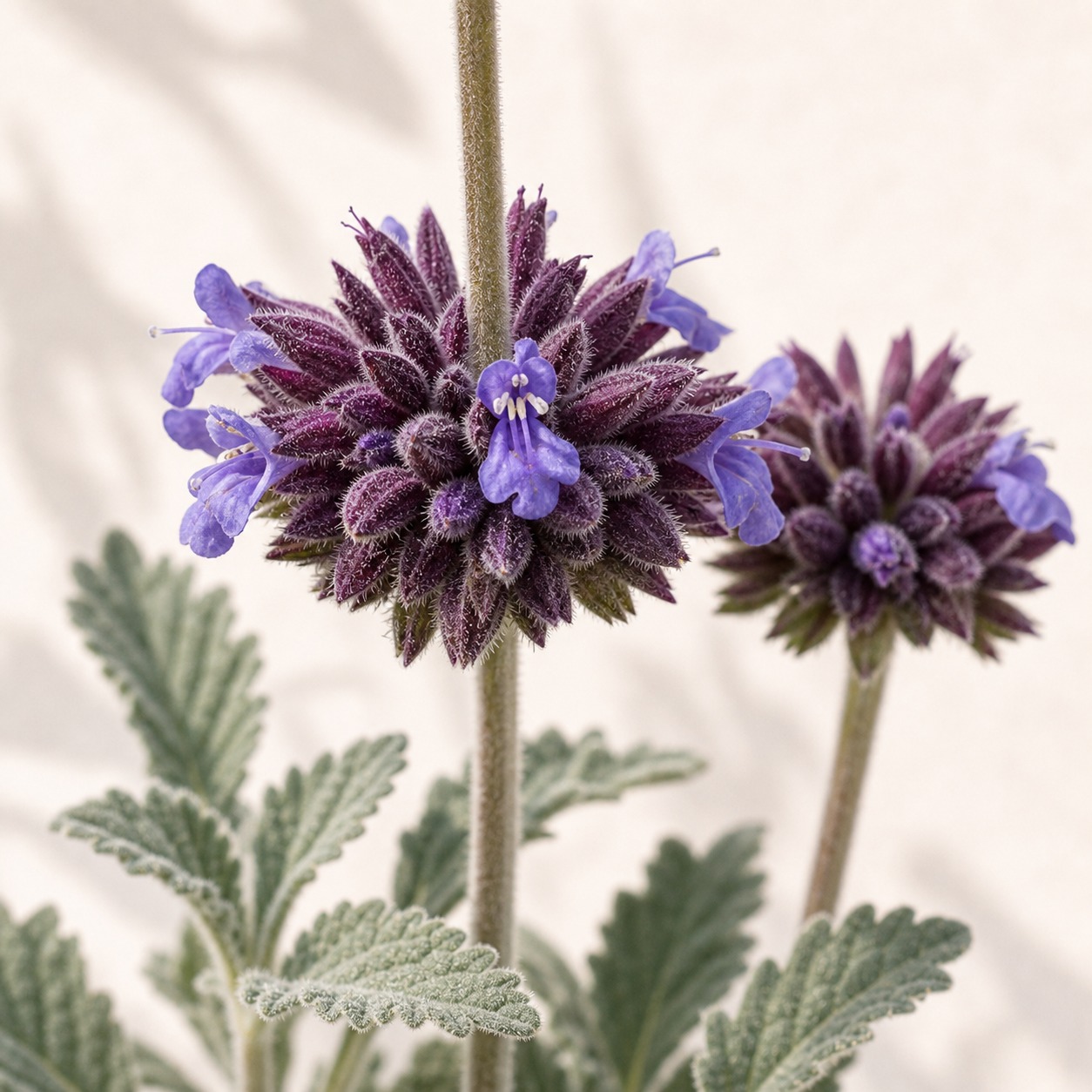 Desert Chia Sage Seeds - 100 seeds - Image 2