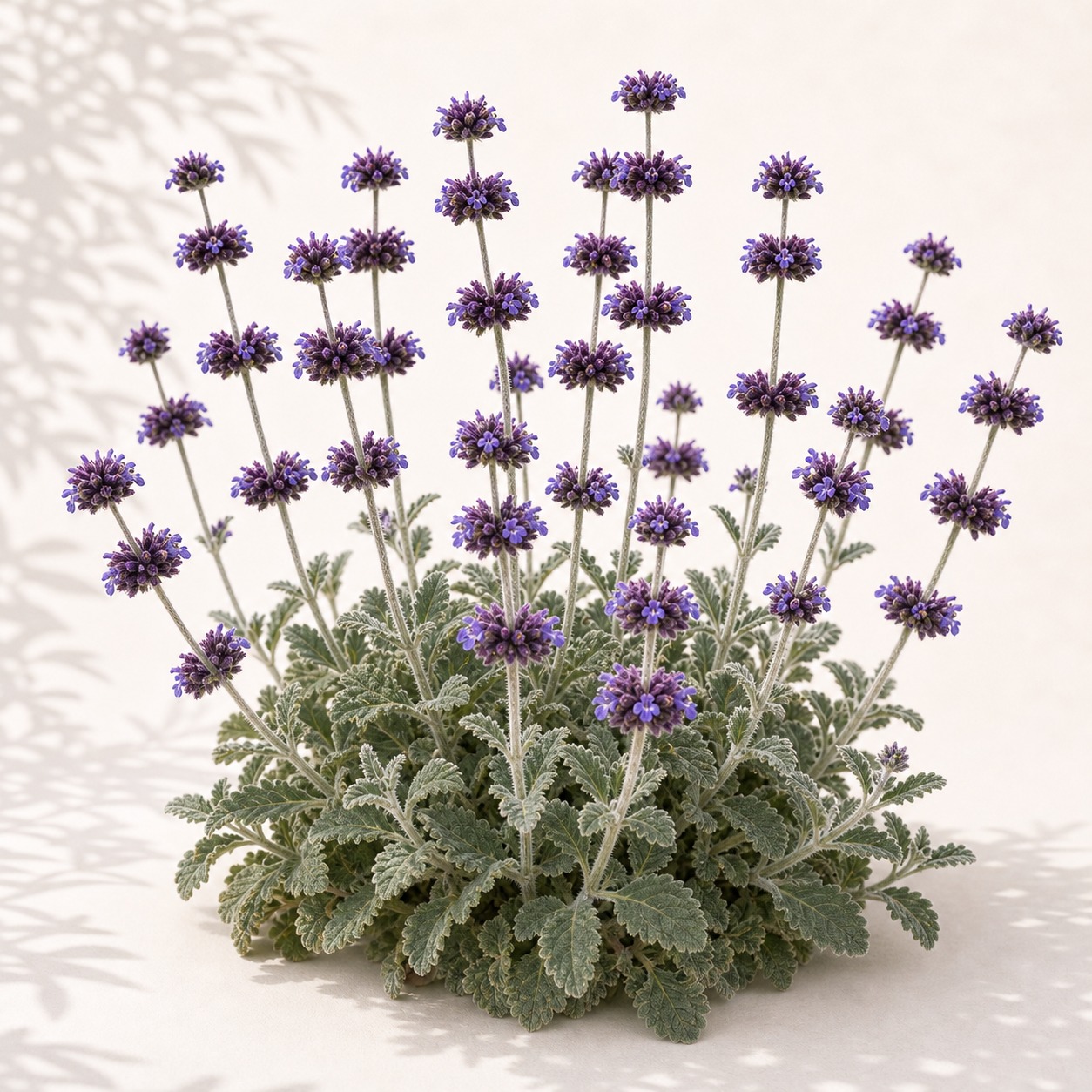 Desert Chia Sage Seeds - 100 seeds - Image 3