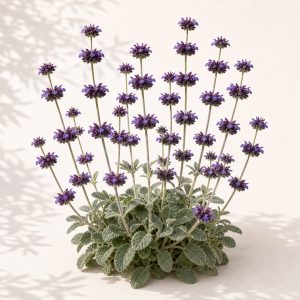 Desert Chia Sage Seeds - 100 seeds