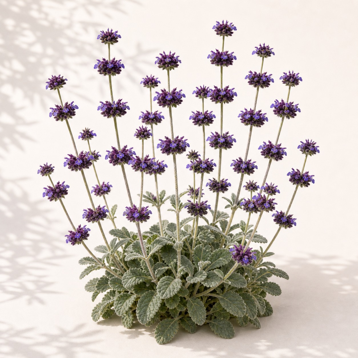 Desert Chia Sage Seeds - 100 seeds