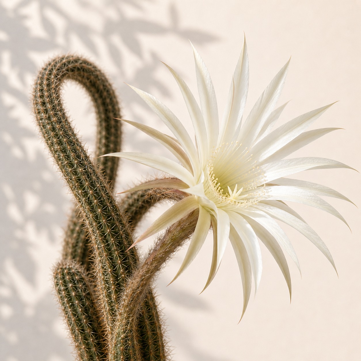 Flower of Prayer House Plant Cactus Seeds - 10 seeds - Image 2