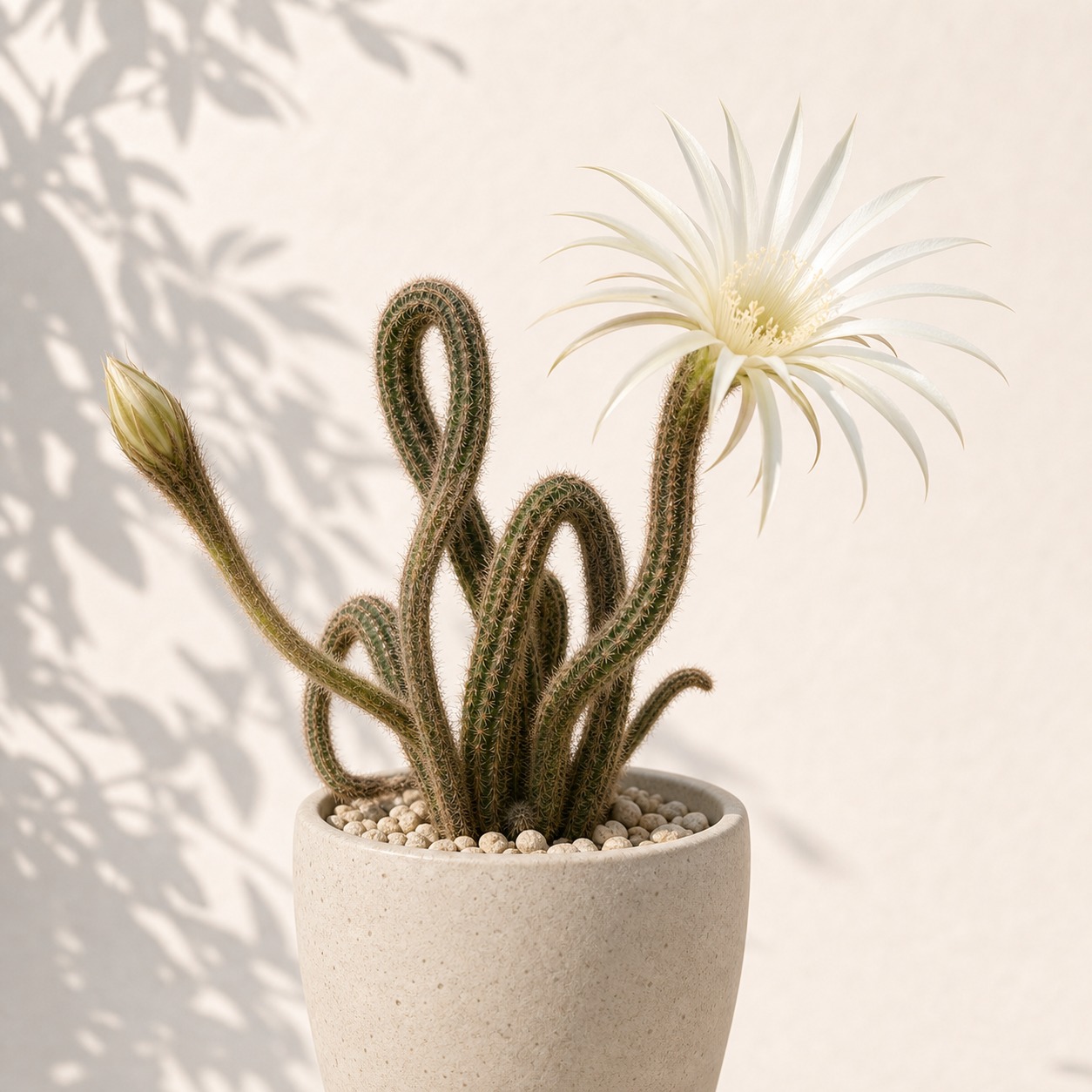 Flower of Prayer House Plant Cactus Seeds - 10 seeds - Image 3