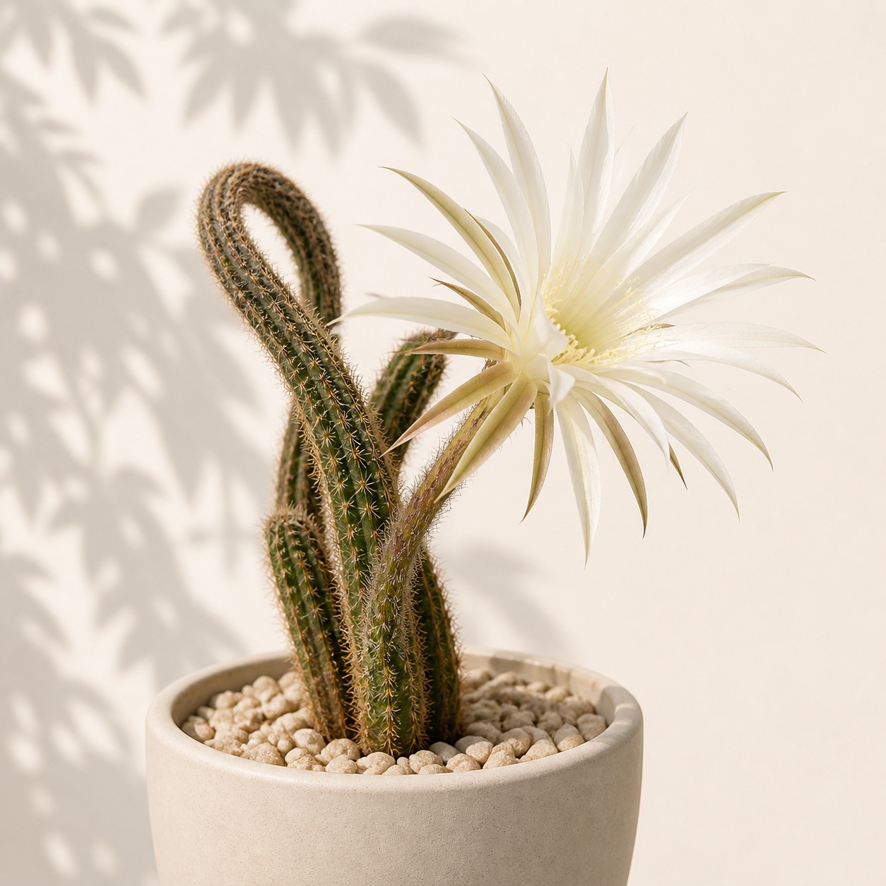 Flower of Prayer House Plant Cactus Seeds - 10 seeds