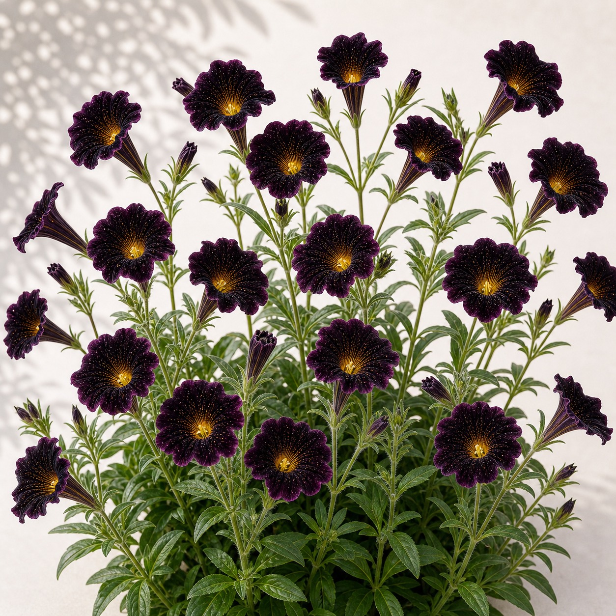 Black Trumpets Salpiglossis Seeds - 25 seeds - Image 3