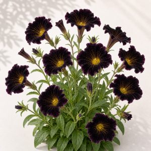 Black Trumpets Salpiglossis Seeds - 25 seeds