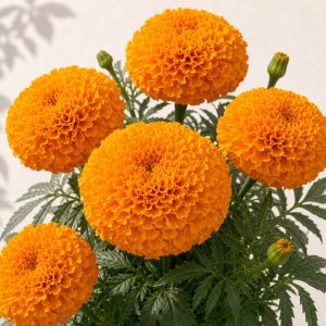 Bulk Hawaii Marigold Seeds - 200 seeds - Nuptial Co. Seeds seeds - Approx. 200 seeds, Full sun - Approx. 200 seeds / Full sun