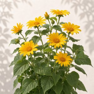 Yellow Torch Mexican Sunflower Seeds - 25 seeds