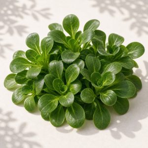 French Corn Salad Seeds - 200 seeds