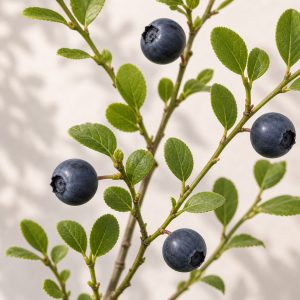 Bilberry Seeds - 20 seeds - Nuptial Co. Seeds seeds - 20 seeds, Full sun to partial shade - 20 seeds / Full sun to partial...