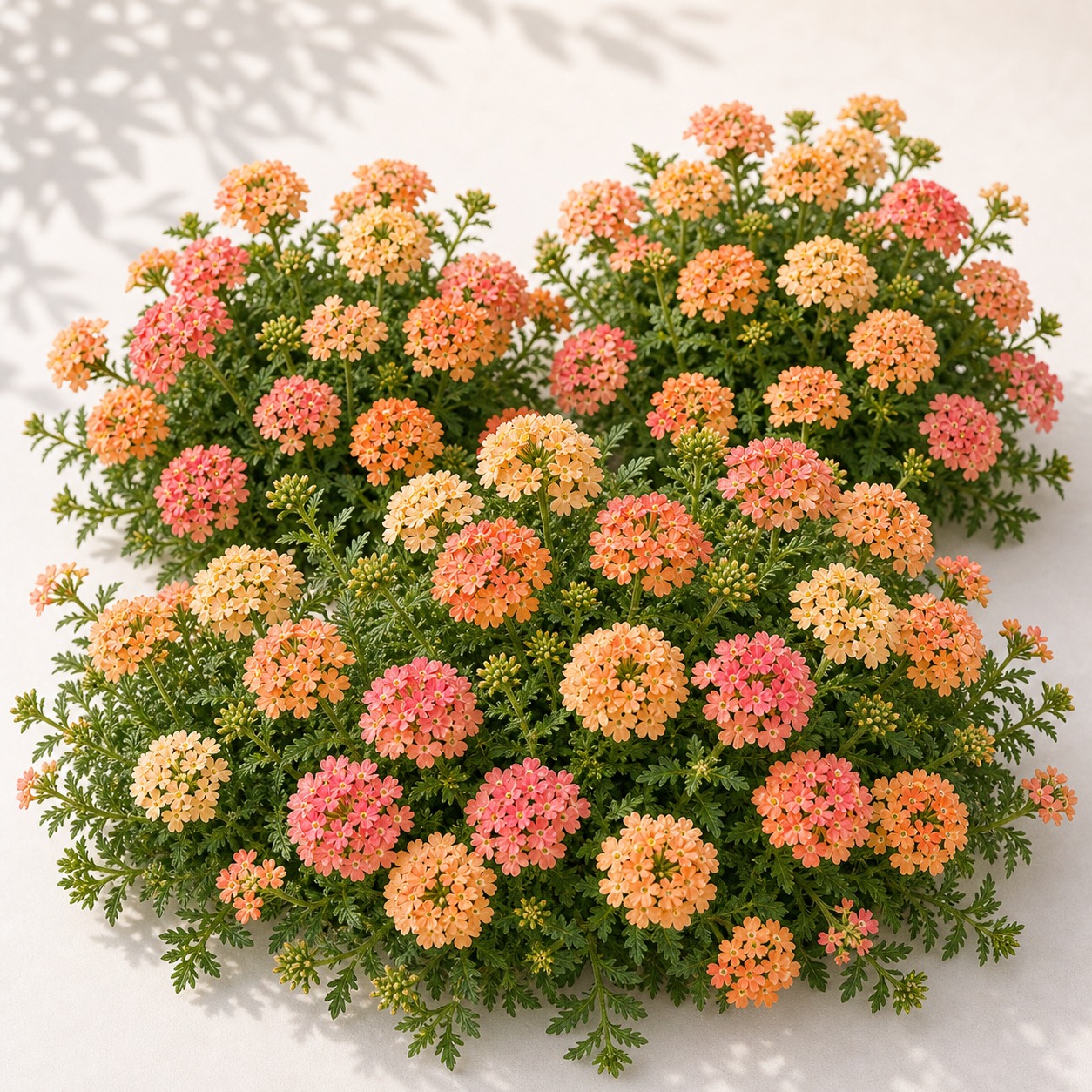 Obsession Apricot Verbena Seeds - 25 seeds - Image 3