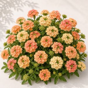 Obsession Apricot Verbena Seeds - 25 seeds