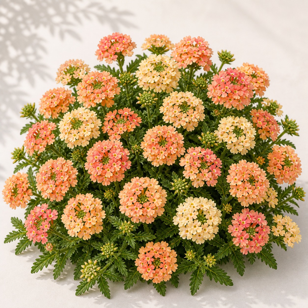 Obsession Apricot Verbena Seeds - 25 seeds