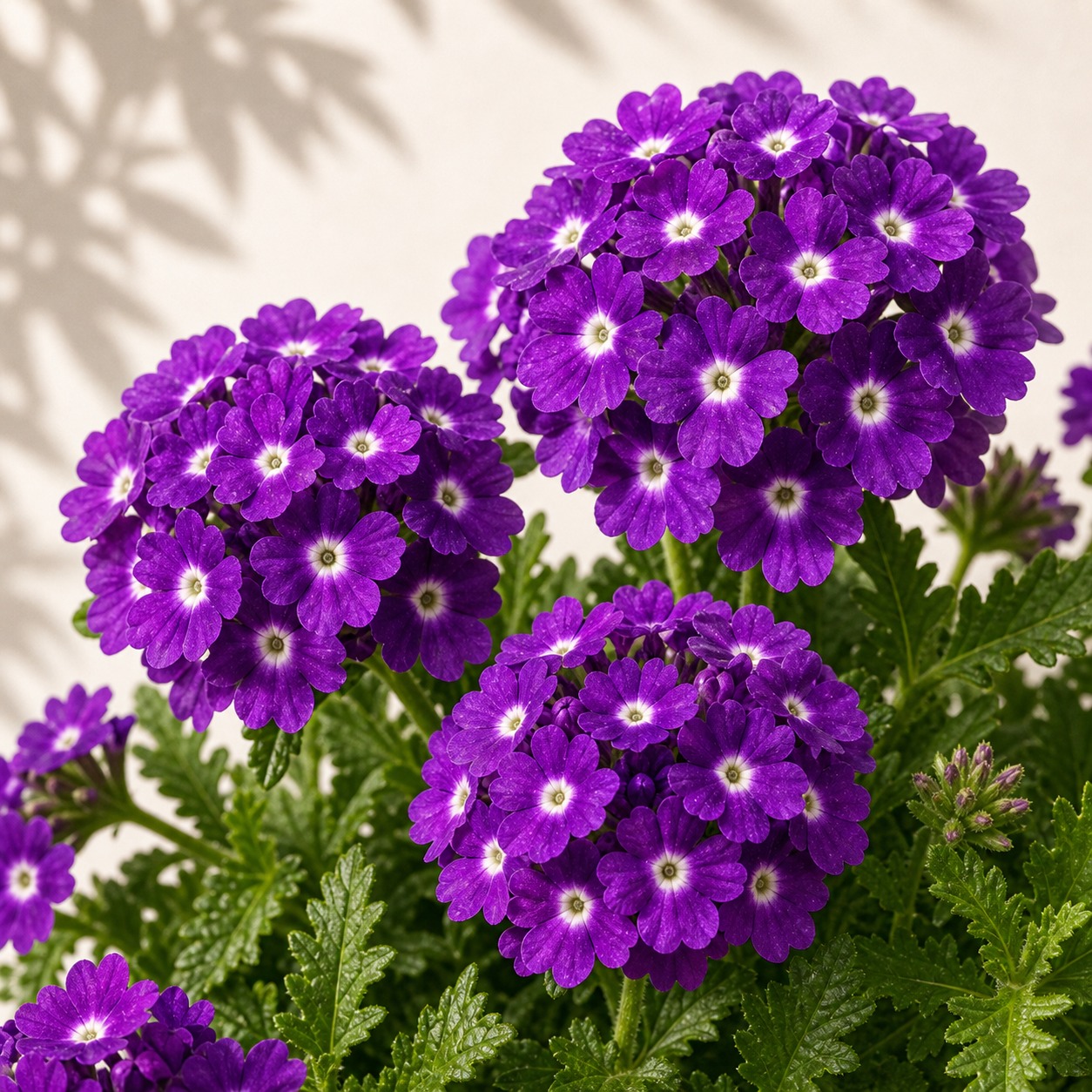 Quartz Purple Verbena Seeds - 25 seeds - Image 2