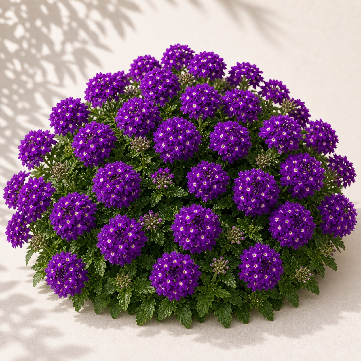 Quartz Purple Verbena Seeds - 25 seeds - Image 3