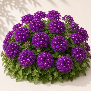 Quartz Purple Verbena Seeds - 25 seeds