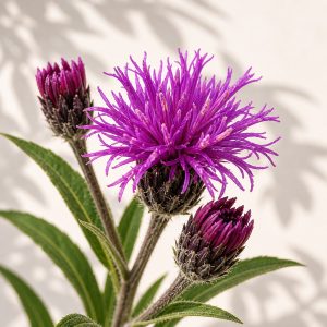 Baldwin's Ironweed Seeds - 50 seeds - Nuptial Co. Seeds seeds - 50 seeds, Full sun - 50 seeds / Full sun