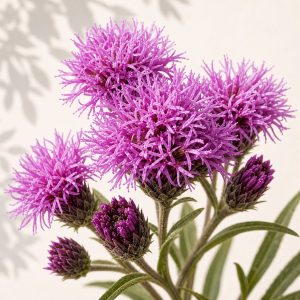 Prairie Ironweed Seeds - 50 seeds - Nuptial Co. Seeds seeds - 50 seeds, Full sun - 50 seeds / Full sun