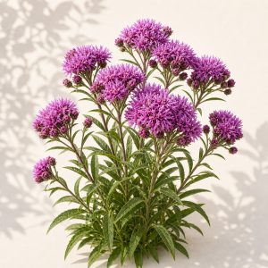 Prairie Ironweed Seeds - 50 seeds
