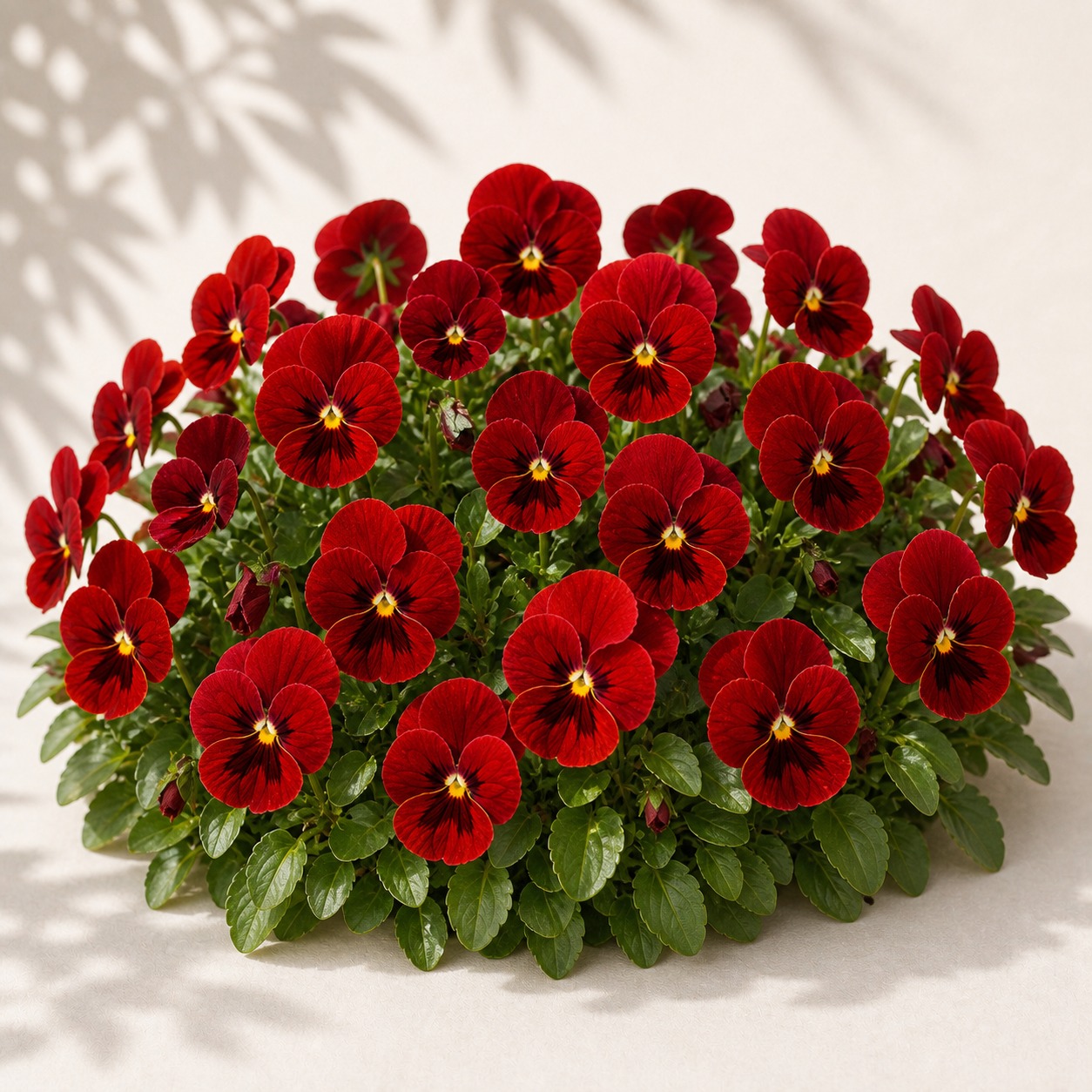 Penny Pro Red Viola Seeds - 25 seeds