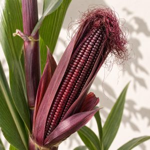 Double Red Sweet Corn Seeds - 25 certified organic seeds - Nuptial Co. Seeds seeds - 25 certified organic seeds, Full sun...