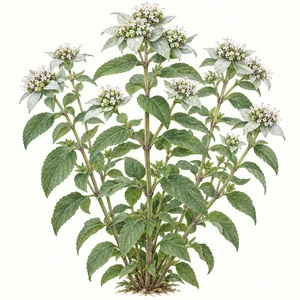 Clustered mountain mint plant with pale flower clusters and green leaves